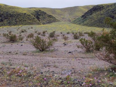 Death Valley, gelbe, blumen berzigene H gel